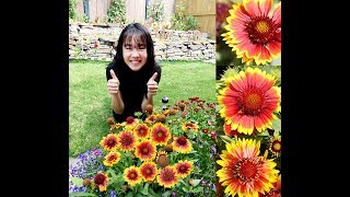 Fun Garden Blooms  Gaillardia Arizona Sun [upl. by Tegdig]