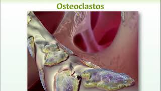 4 Osteoblastos y Osteoclastos [upl. by Adnahc]