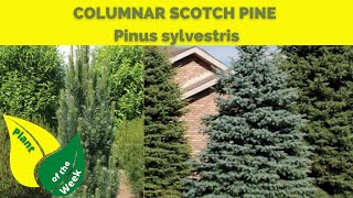 COLUMNAR SCOTCH PINE  Pinus sylvestris [upl. by Allevon]