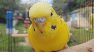 2 Hours of Budgie Best Friends  Mango and Chutney  Singing and Talking Sounds [upl. by Harat]