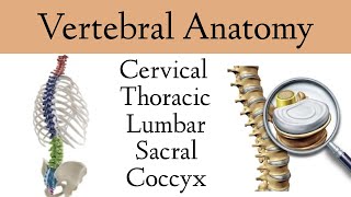 Vertebral Column Anatomy and Bones Cervical Thoracic Lumbar Sacral Spine [upl. by Nahtannoj]