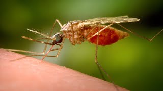 New York reports 1st human case of EEE rare mosquitoborne virus in nearly a decade [upl. by Ibocaj922]