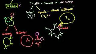 Helper T Cells in Bangla [upl. by Erreip842]