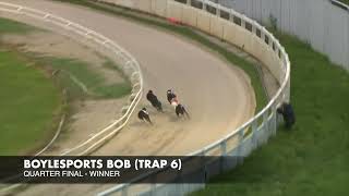 BOYLESPORTS BOB Trap 6 GreyhoundDerby2024 Road to the Final [upl. by Wickman94]