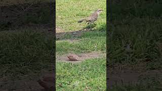 Sinsonte calandria Mimus saturninus  The chalkbrowed mockingbird Mimus saturninus [upl. by Sugden]