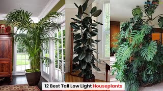 12 Best Tall Low Light Houseplants [upl. by Sackman]