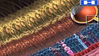 Rods vs Cones photoreceptors physiology functions and anatomy [upl. by Clyve]