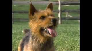 Norfolk Terrier  AKC Dog Breed Series [upl. by Mallen214]