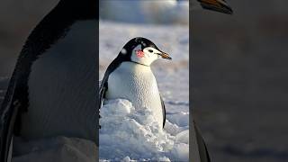 An attentive man spotted a baby penguin begging to save its mum [upl. by Golter]