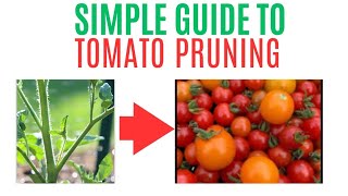 Top Tomato Growing Secrets  How to Prune Tomatoes for Best Harvest [upl. by Nibot542]