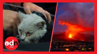 LUCKY Cat Rescued from La Palma Eruption [upl. by Woodberry704]