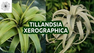 Plantas de Aire Todo sobre la Tillandsia xerographica [upl. by Ennylcaj]