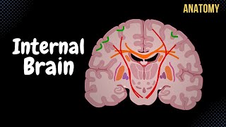 Internal Cerebrum Association Commissural Projection Fibers Basal Ganglion [upl. by Cousins]