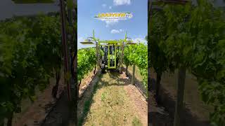 Trimming Grapevines with a Collard Trimmer and John Deere 4066R Tractor farming farmequipment [upl. by Marou]