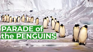 Wildlife  Just Penguins  Free Documentary Nature [upl. by Lydie]