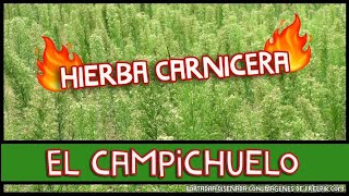 Hierba carnicera multiusos [upl. by Jeremy]