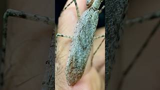 Male Bark Mantis AKA Grizzled Mantis Video 2 Of 2 [upl. by Nybor864]