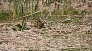 Meadow Pipit Pispola Anthus pratensis [upl. by Drawoh]