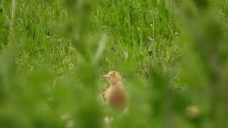 Upupa epops  abubilla  Eurasian Hoopoe [upl. by Buroker]