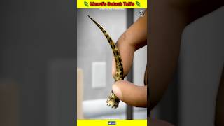 Can Lizards Rally Detach Their Tails 🤔 shorts youtubeshorts lizard tails detach [upl. by Petracca]