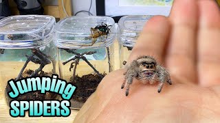 Feeding my ADORABLE jumping spiders Phidippus regius Update [upl. by Farro885]