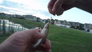 FreeLining Live Shiners To Catch Bass In A Pond [upl. by Remark]