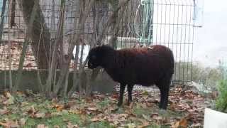 Ouessant sheep reaching for leaves [upl. by Aita]