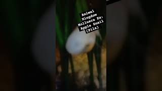 Radula in real life Animal Kingdom vid of my apple snail [upl. by Asiram770]