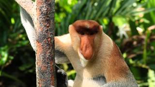 Proboscis Monkey in the Borneo Rainforest [upl. by Cyprus294]