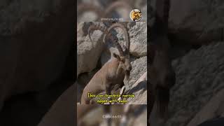 The Incredible Ibex Unveiling the Masters of the Mountain 😱😱 MountainMasters WildlifeWonders [upl. by Lukin]