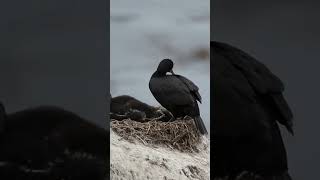 Cormorant feeding Young [upl. by Moraj]