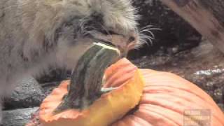 Pumpkins for Pallas Cats at the Prospect Park Zoo [upl. by Romney]