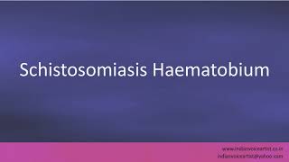 Pronunciation of the words quotSchistosomiasis Haematobiumquot [upl. by Karli]