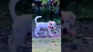 Dhoki bacche mere ladle Gaya 😅😂 funny reels trendingreels viralvideo shortsfeed funnycomedy [upl. by Ahsem]