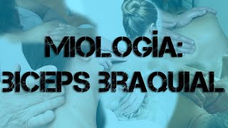 BÍCEPS BRAQUIAL  MIOLOGÍA PARA FISIOTERAPIA [upl. by Leirbaj]