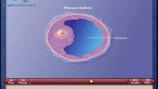 Maduración del Foliculo y del Ovocito [upl. by Eciened733]
