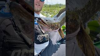 Snakehead on drip frog fishing [upl. by Lettie]