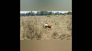 Pregnant mini rolls and cant get up miniaturehorses funny cute pregnancy [upl. by Aehc]