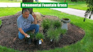 Ornamental Grass  Splitting And Planting 3 Types of Ornamental Fountain Grass [upl. by Adnyc]