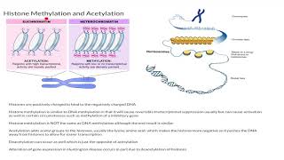 Histone Methylation and Acetylation [upl. by Krusche]