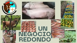 UN NEGOCIO REDONDO [upl. by Nivrag]