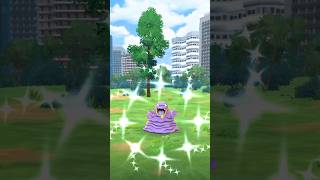 Shiny Alolan Grimer Pokemon GO [upl. by Anuahsar]