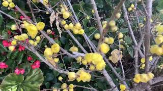 如何识别腊梅的修剪枝条 How to identify bloom branches of Chimonanthus Praecox [upl. by Ori]