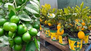 Grow lemon tree from cutting in water  grow lemon at home [upl. by Nitsruk]