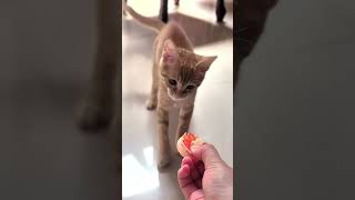 The end funny funnypetschannel yourcat cat funnypetslife yourpet pets shortvideo [upl. by Isewk]