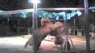 Huge Siberian tigers fighting in circus [upl. by Ahsieka]