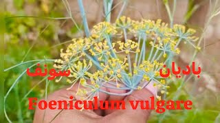 Foeniculum vulgare I باديان I سونف I Hakim Mohd Afsahul Kalam I AsfiUnimedica I Unani [upl. by Ammadas]