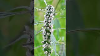 Motherwort Benefits For Heart [upl. by Hayne]