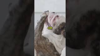 Why Do Dogs Spin Before They Poop The Surprising Answer🐾 doglover [upl. by Panter719]