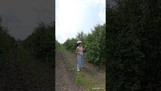 Moose Jaw Saskatchewan picking berry [upl. by Dlared]